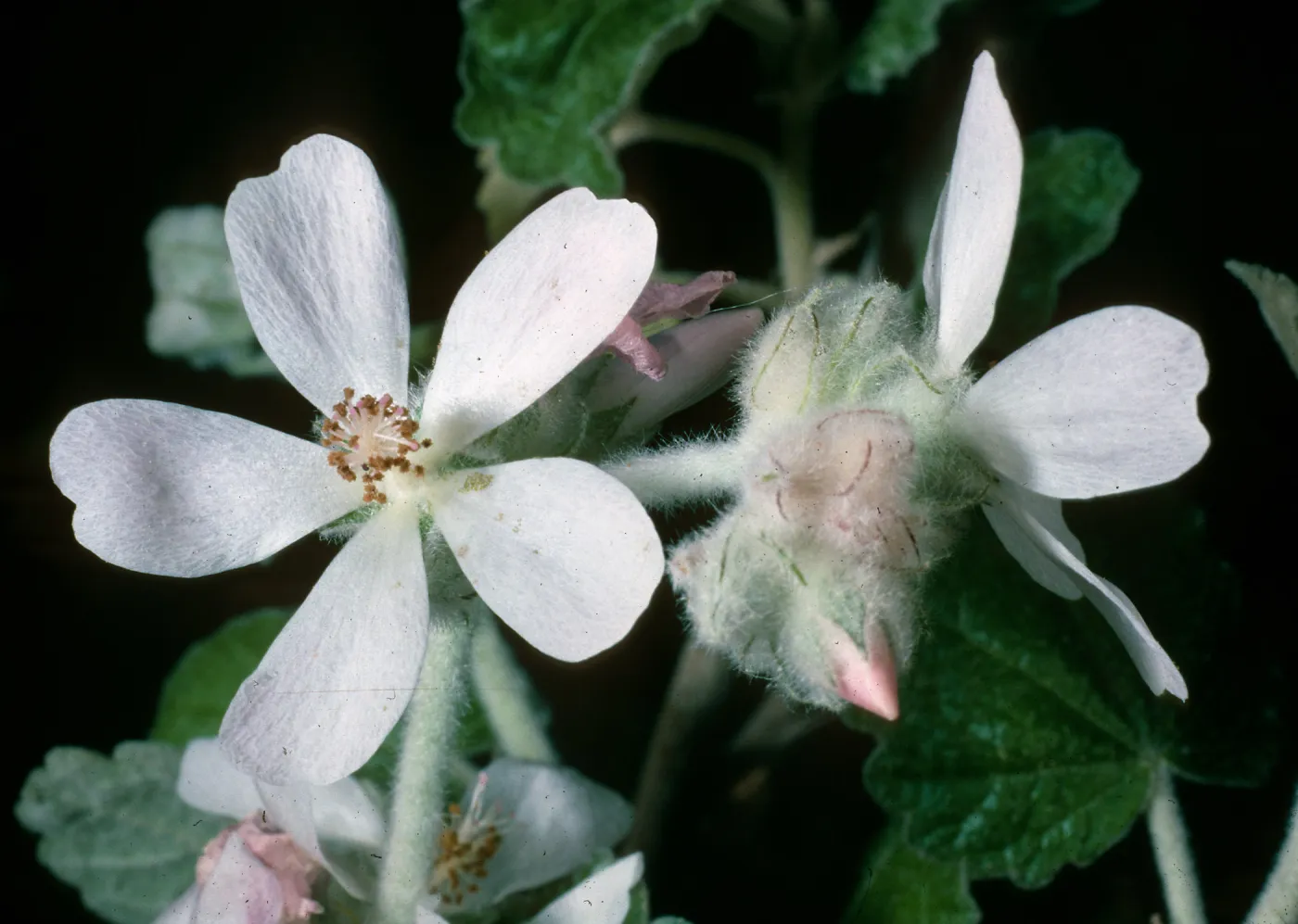 Malacothamnus clementinus, SBBG