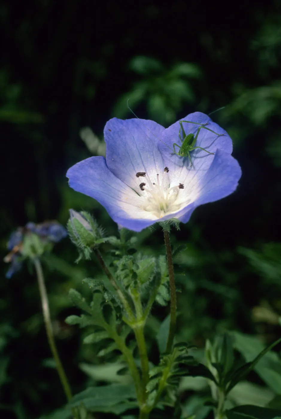 Nemophila menziesii, SBBG