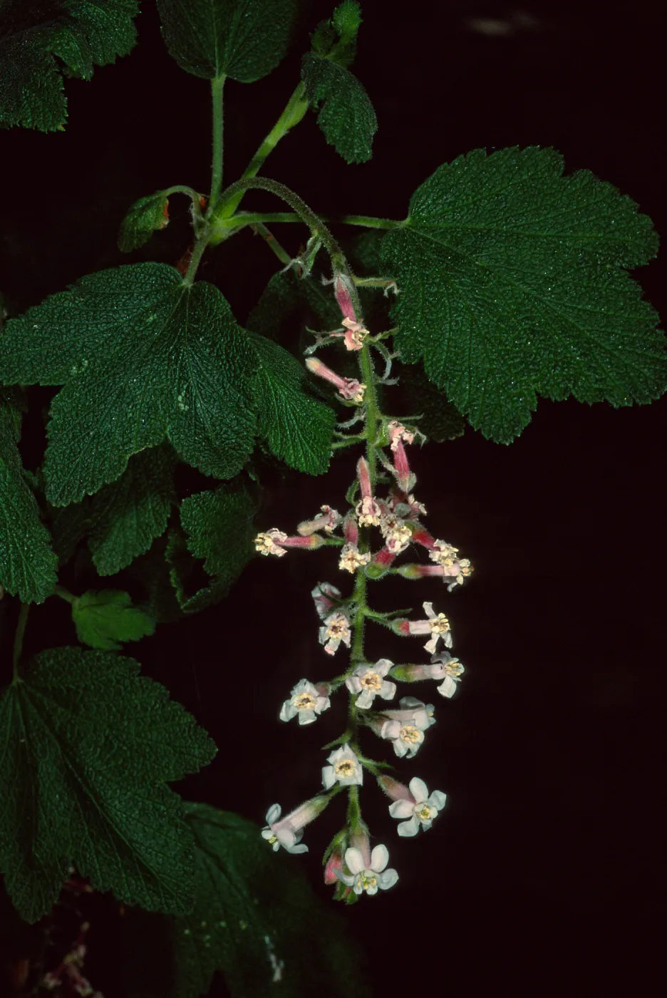 Ribes ‘Dancing Tassels’, SBBG Kiosk