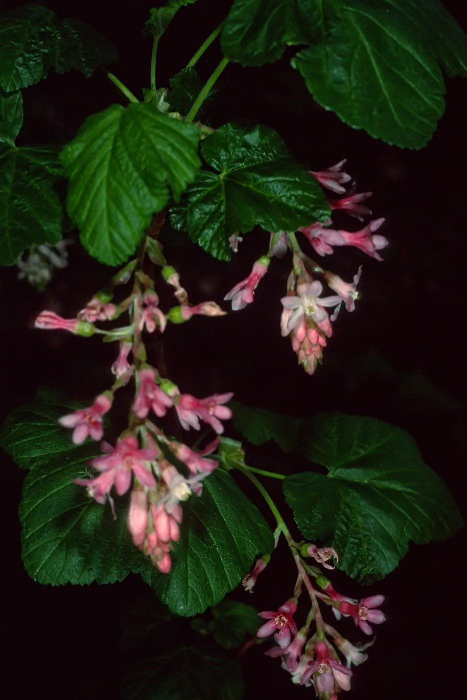 Ribes sanguineum glutinosum, SBBG Arroyo