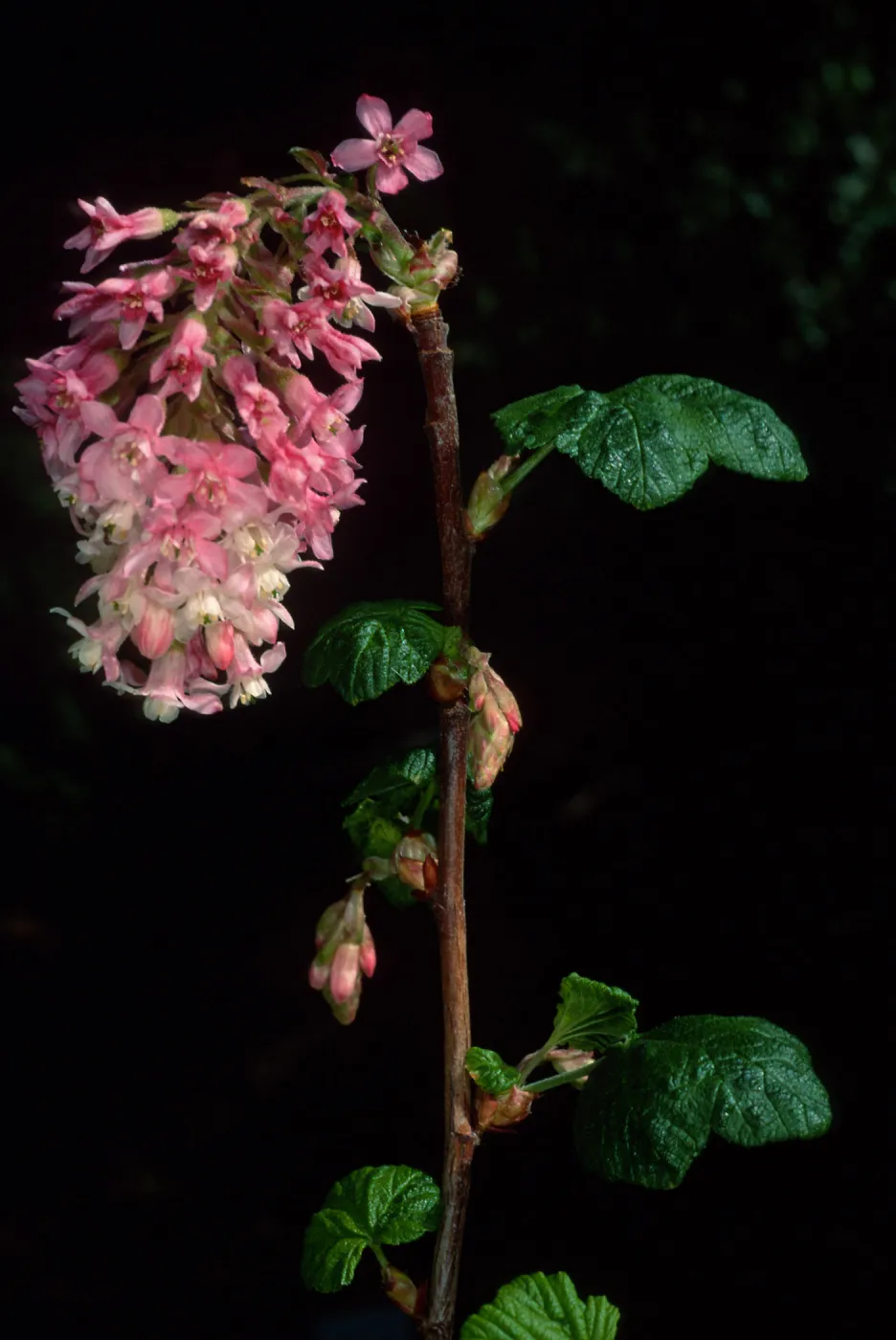 Ribes sanguineum glutinosum, SBBG Arroyo