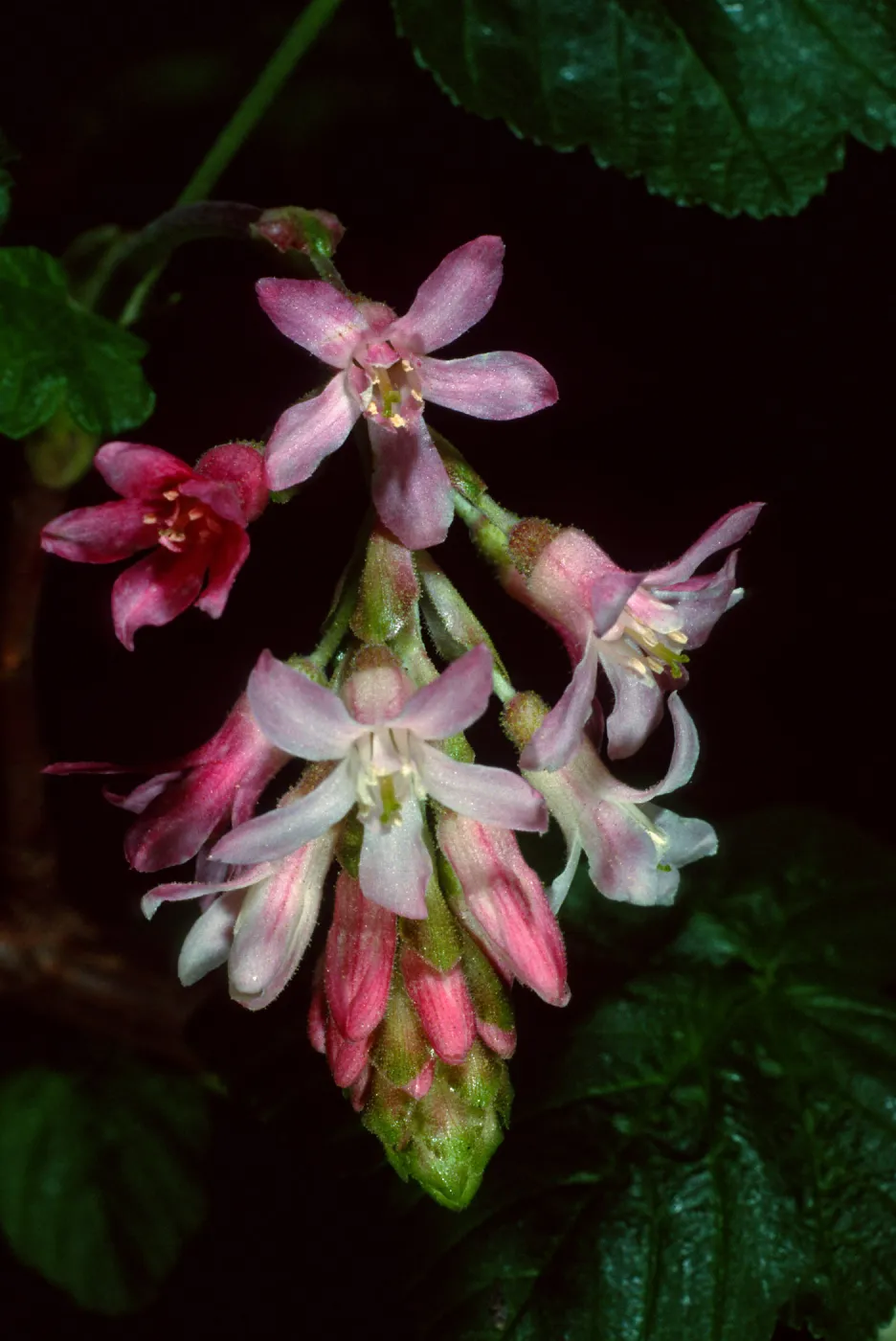 Ribes sanguineum glutinosum, SBBG Arroyo