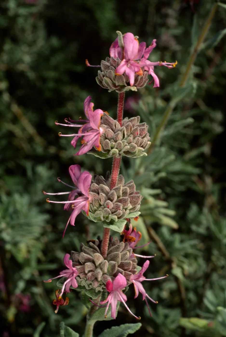 Salvia leucophylla (Purple Sage), SBBG