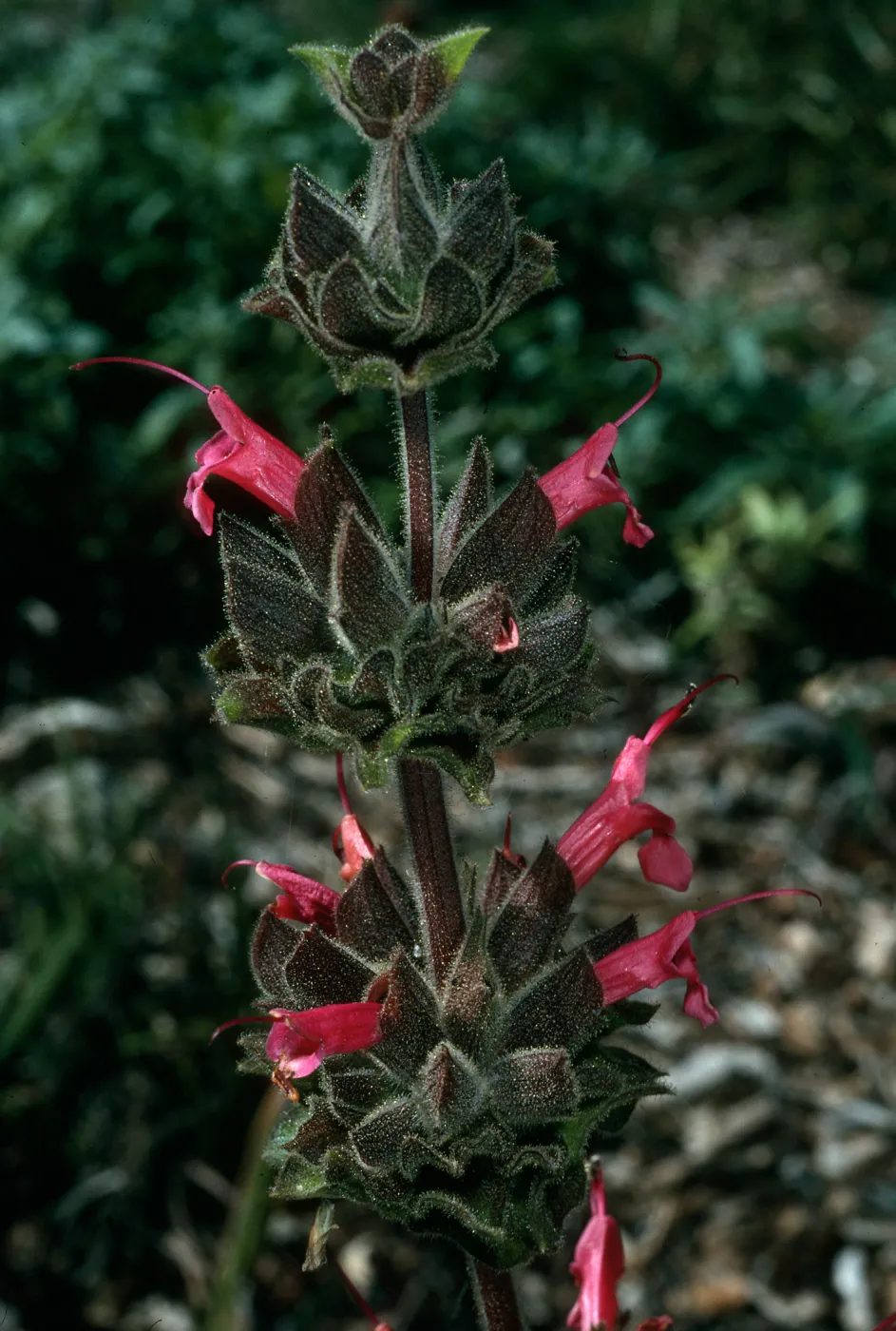 Santa Barbara Botanic Garden, Salvia spathacea (California Hummingbird Sage), meadow