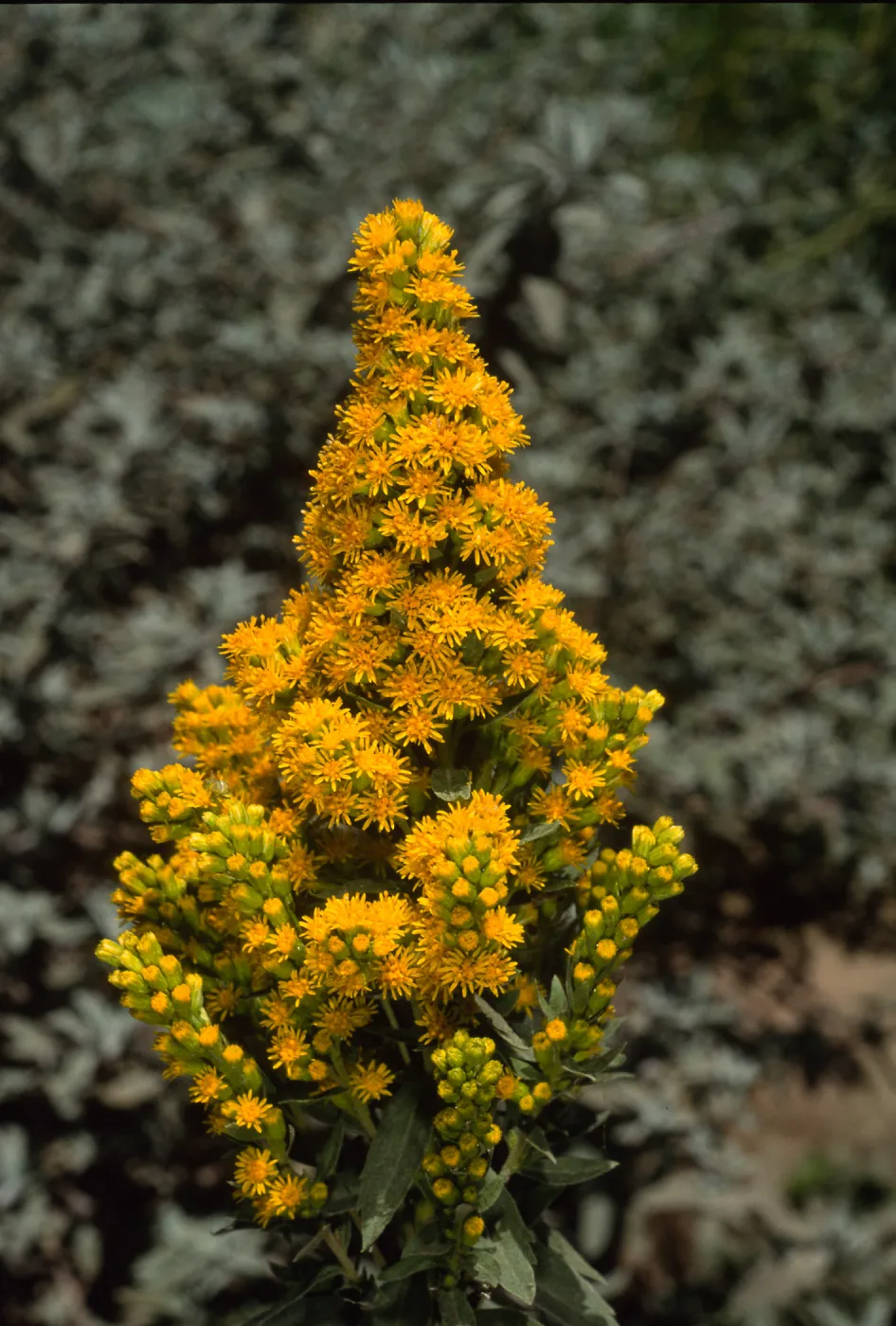Santa Barbara Botanic Garden, Solidago