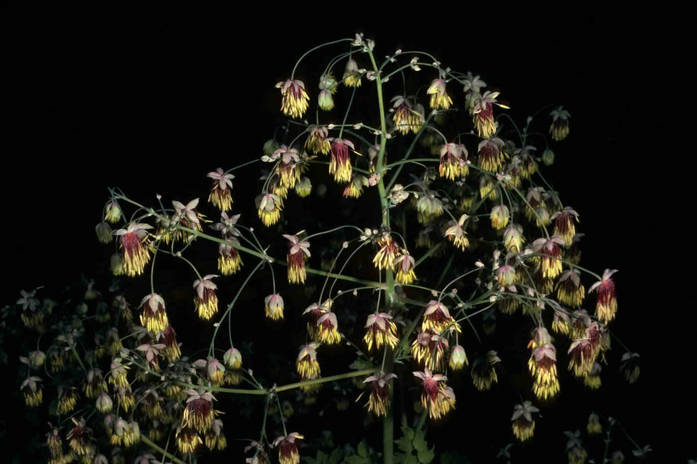Santa Barbara Botanic Garden, Thalictrum polycarpum, Arroyo