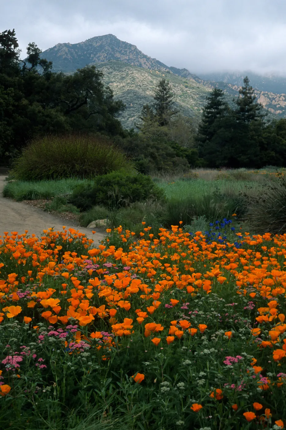 Santa Barbara Botanic Garden, meadow