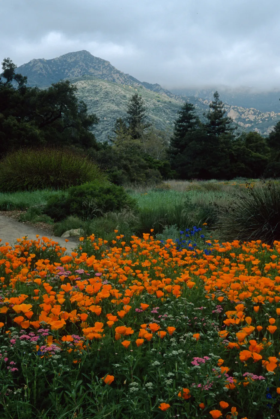 Santa Barbara Botanic Garden, meadow