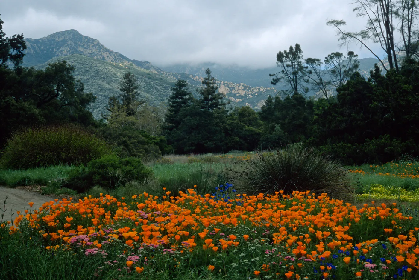 Santa Barbara Botanic Garden, meadow