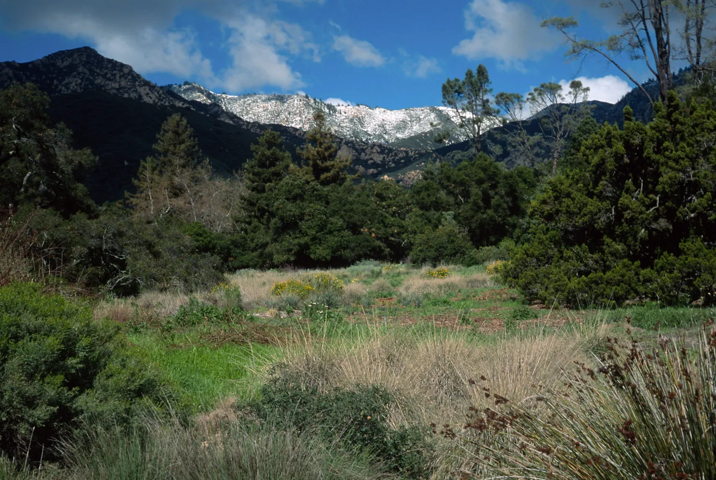Santa Barbara Botanic Garden, snow on Santa Ynez Mountains, meadow
