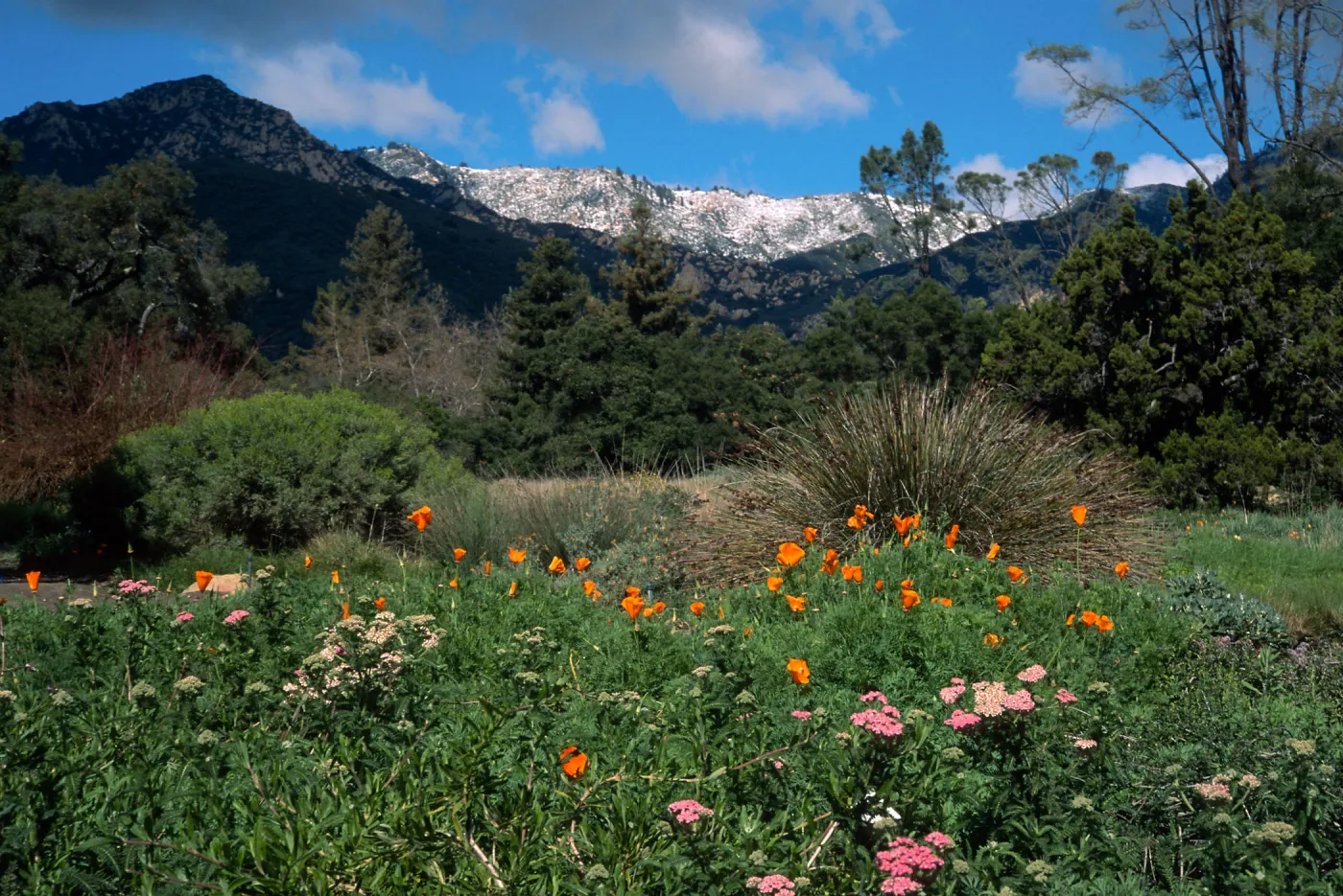 Santa Barbara Botanic Garden, snow on Santa Ynez Mountains, meadow