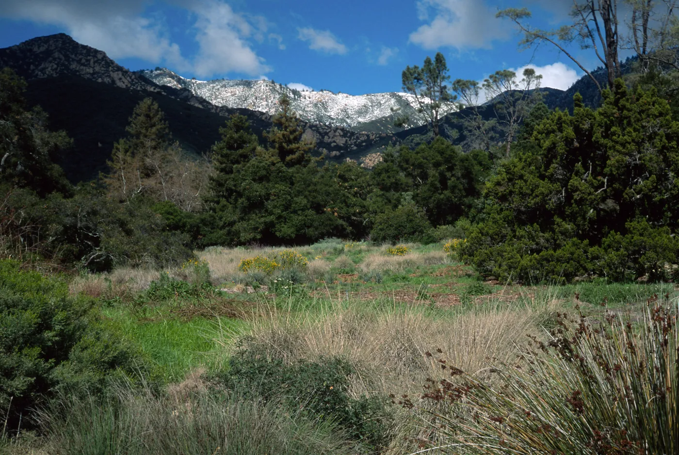 Santa Barbara Botanic Garden, snow on Santa Ynez Mountains, meadow