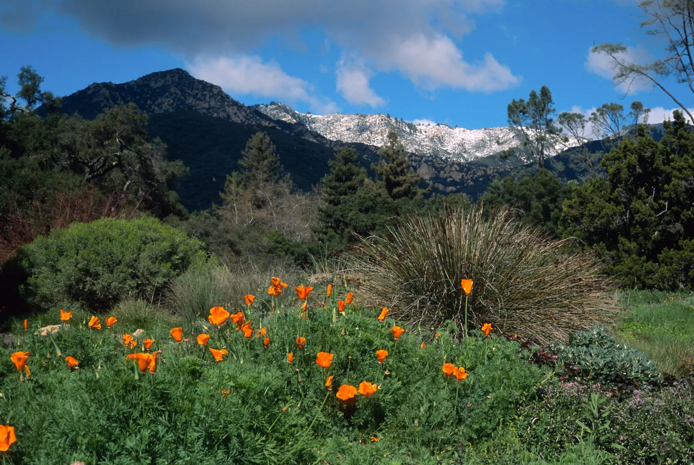 Santa Barbara Botanic Garden, snow on Santa Ynez Mountains, meadow