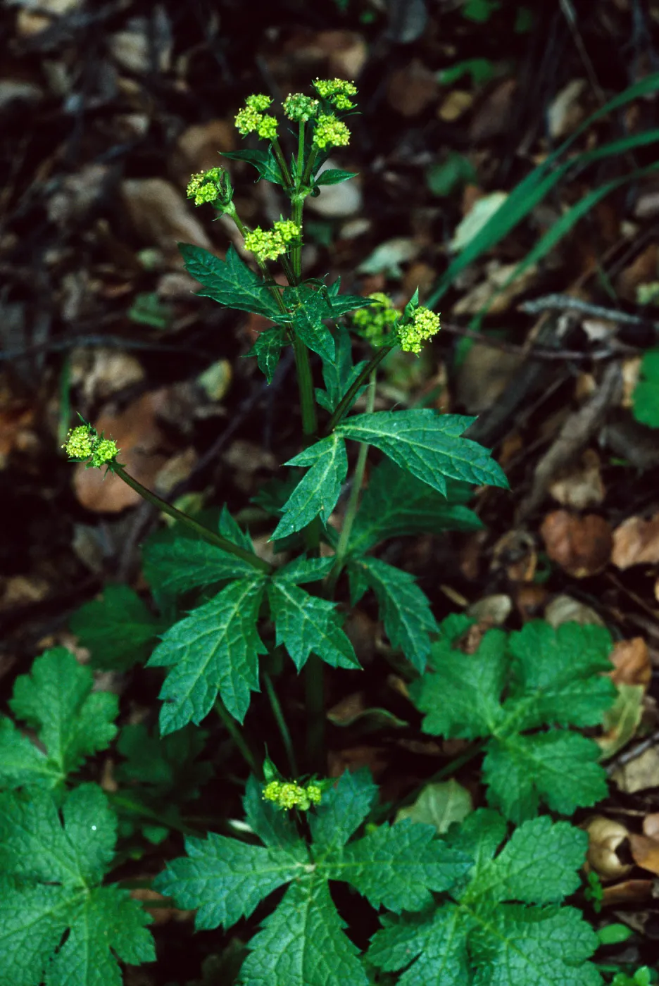 Sanicula crassicaulis, West fork of Cold Springs Trail, Santa Barbara County