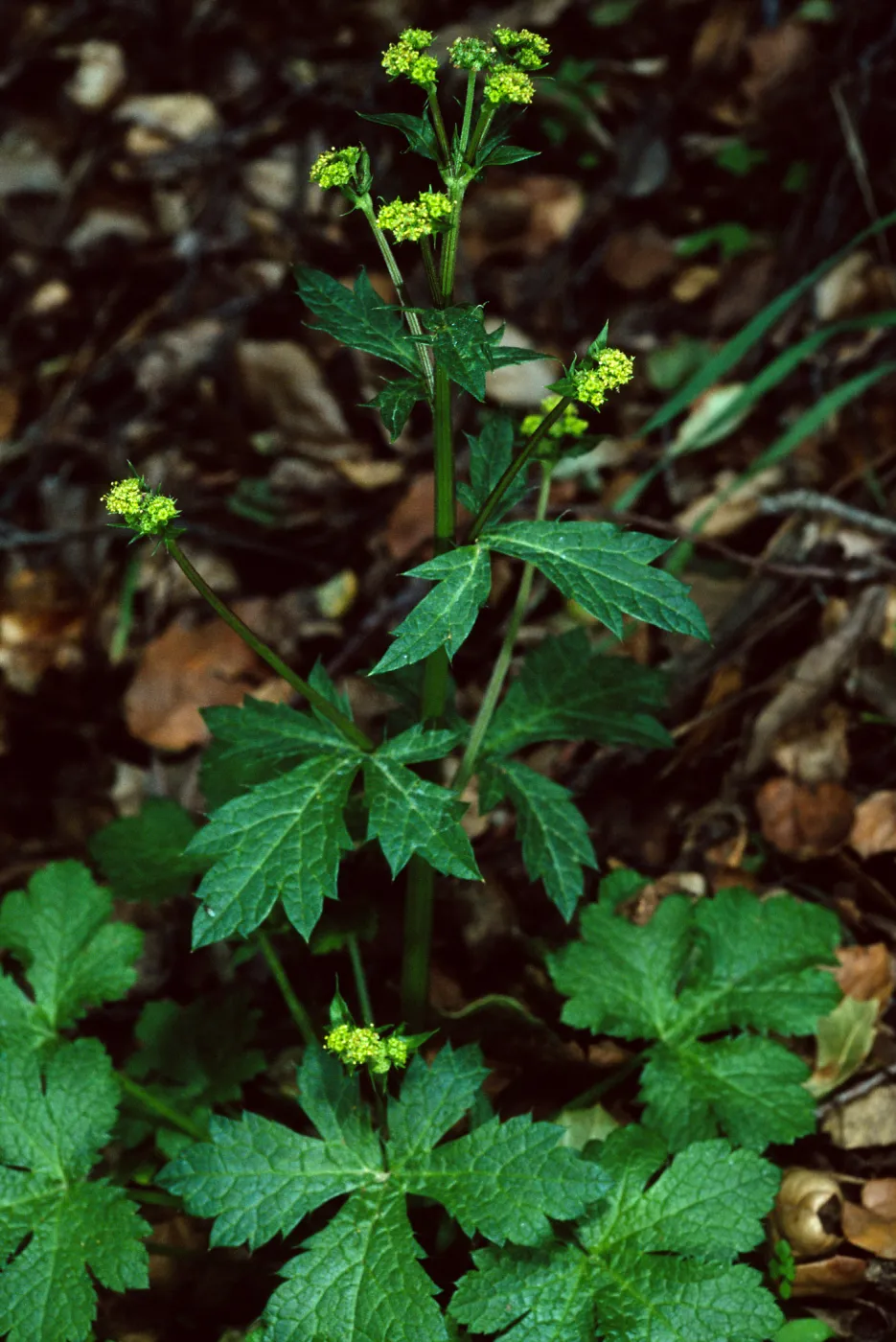Sanicula crassicaulis, West fork of Cold Springs Trail, Santa Barbara County