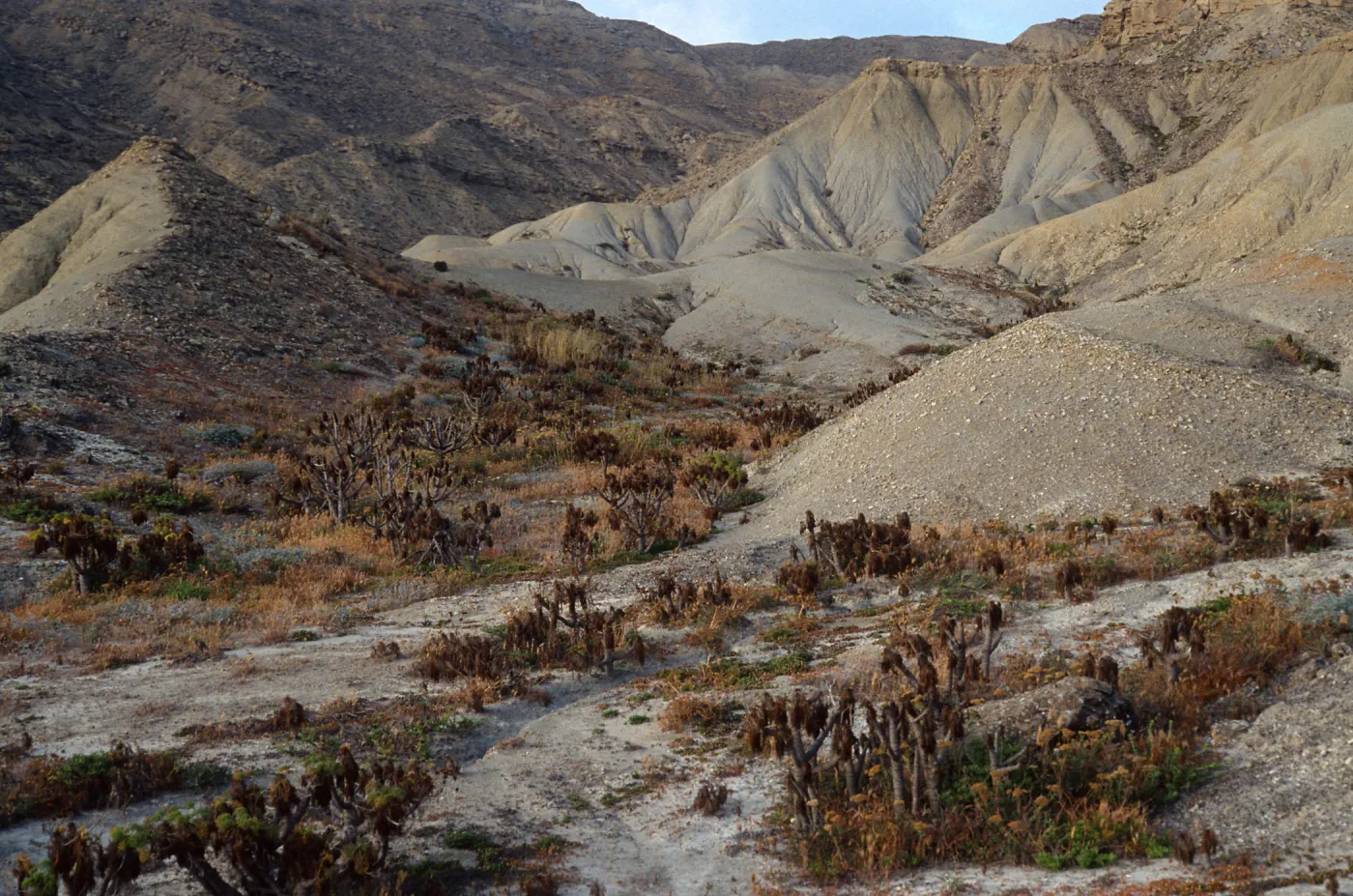 San Nicolas Island, coastal hills, mouth of Twin Rivers, Coreopsis