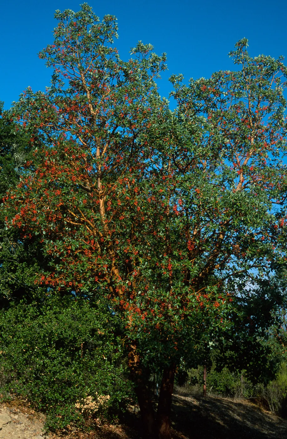 Arbutus menziesii, Reagan Ranch, Refugio Canyon