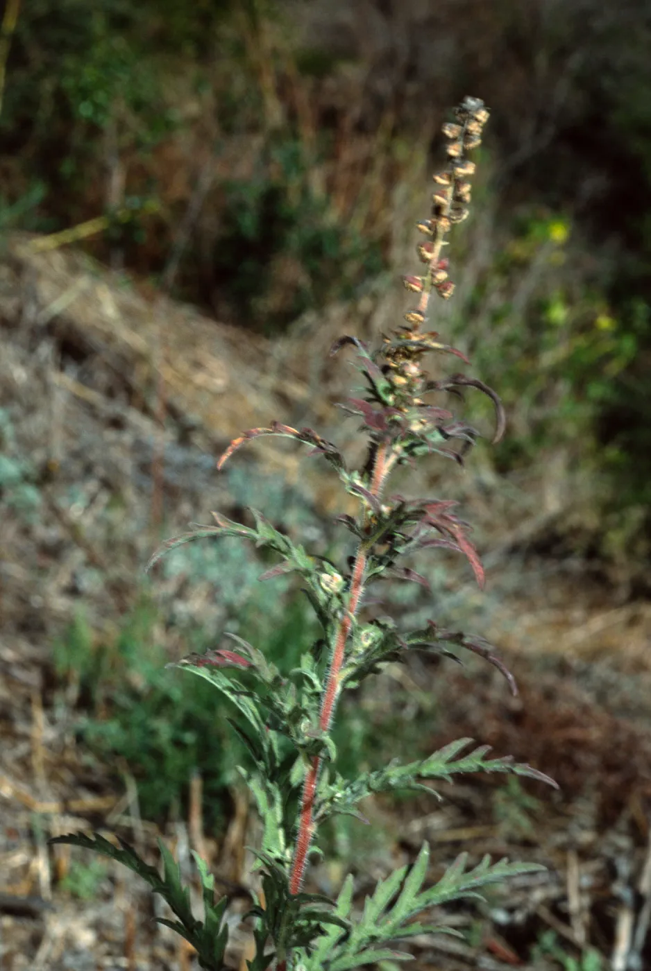 Ambrosia psilostachya, Tunnel Road, Santa barbara County