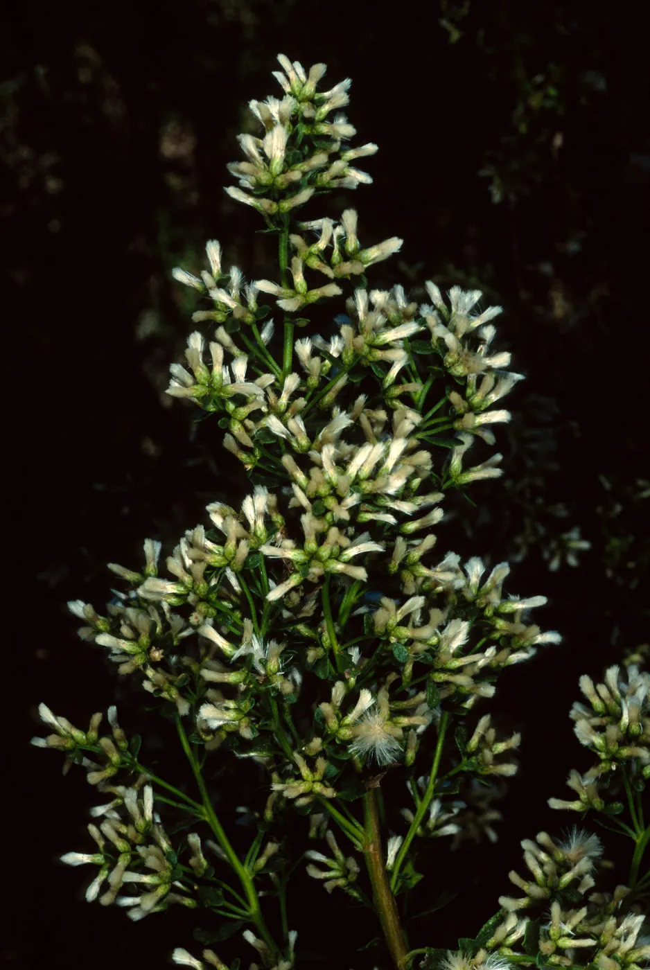 Baccharis pilularis, Tunnel Road, Santa Barbara County
