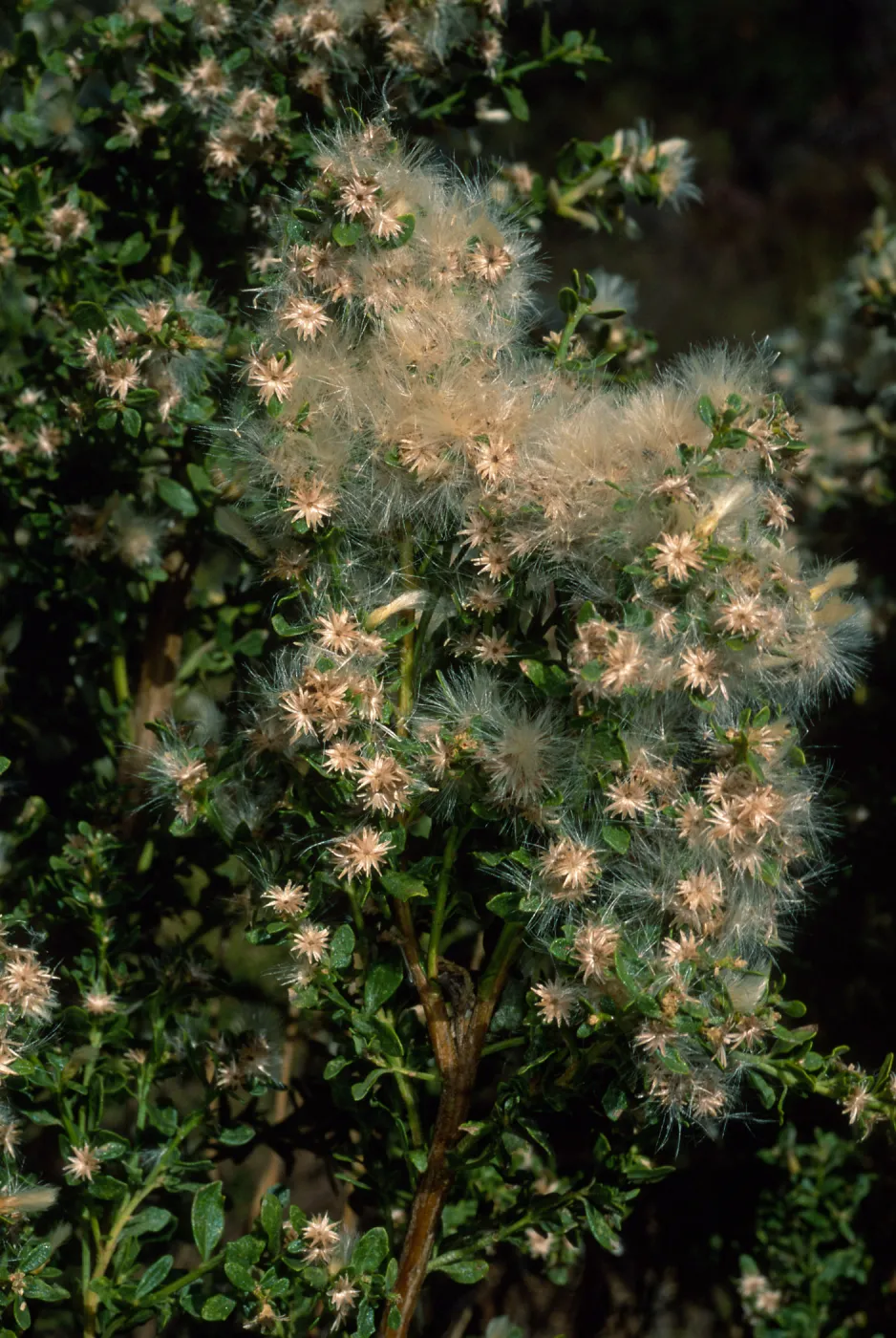 Baccharis pilularis, Tunnel Road, Santa Barbara County