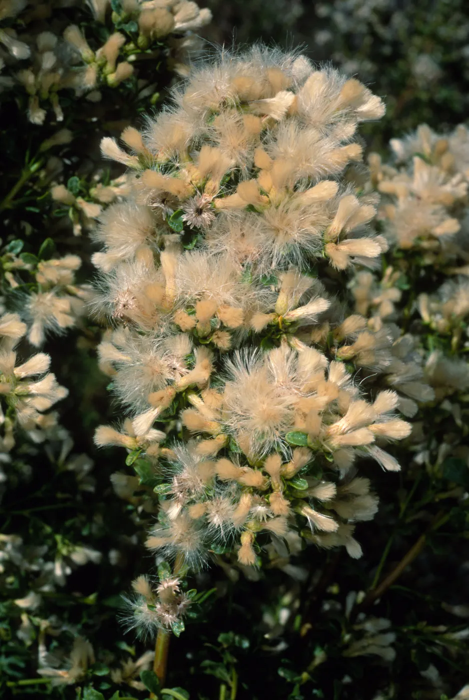 Baccharis pilularis, Tunnel Road, Santa Barbara County