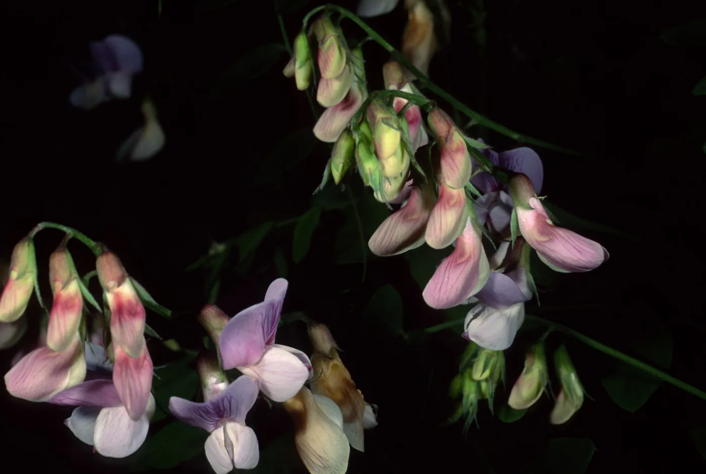 Lathyrus vestitus, Tunnel Road, Santa Barbara County