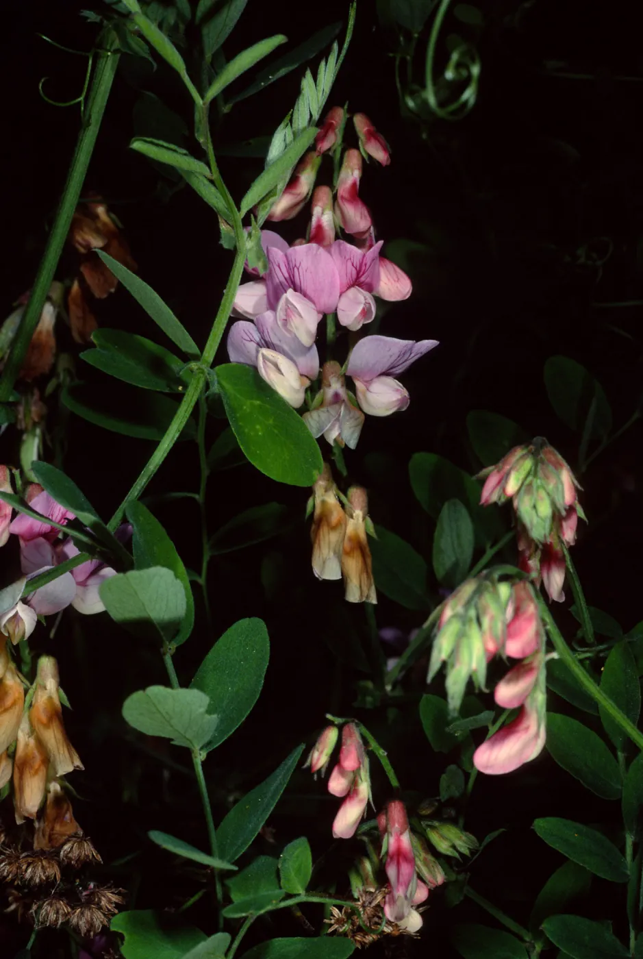 Lathyrus vestitus, Tunnel Road, Santa Barbara County