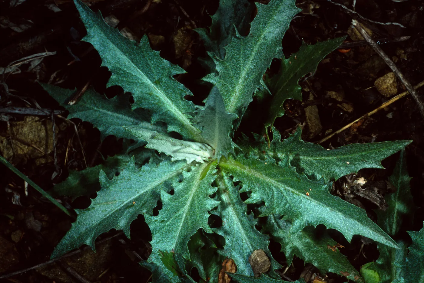 Stephanomeria cichoriacea, Tunnel Road, Santa Barbara County