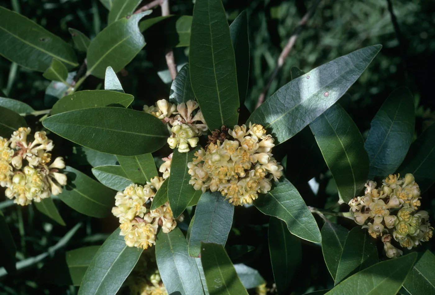 Umbellularia, Tunnel Road, Santa Barbara County