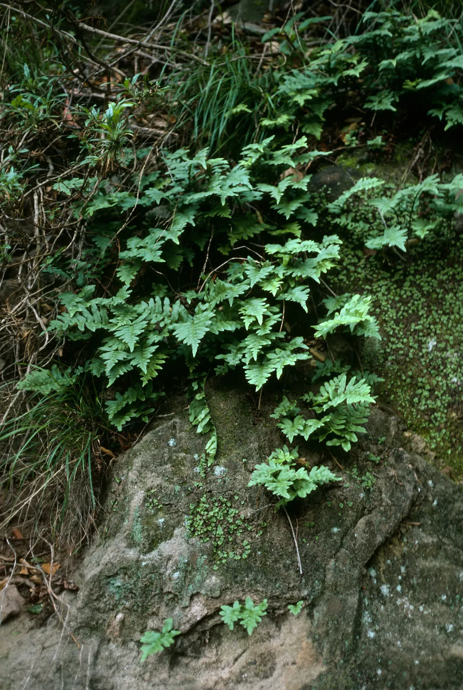 Polypodium californicum, Tunnel Road, Santa Barbara County