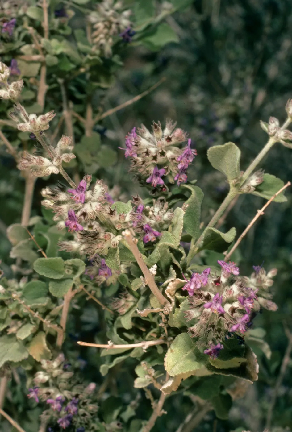 Hyptis emoryi, Borrego Palm Canyon