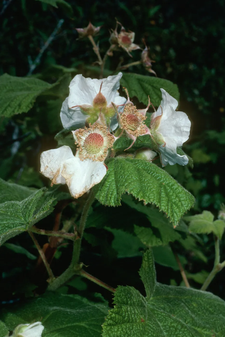 Rubus parviflorus, Thimbleberry, Montaña de Oro