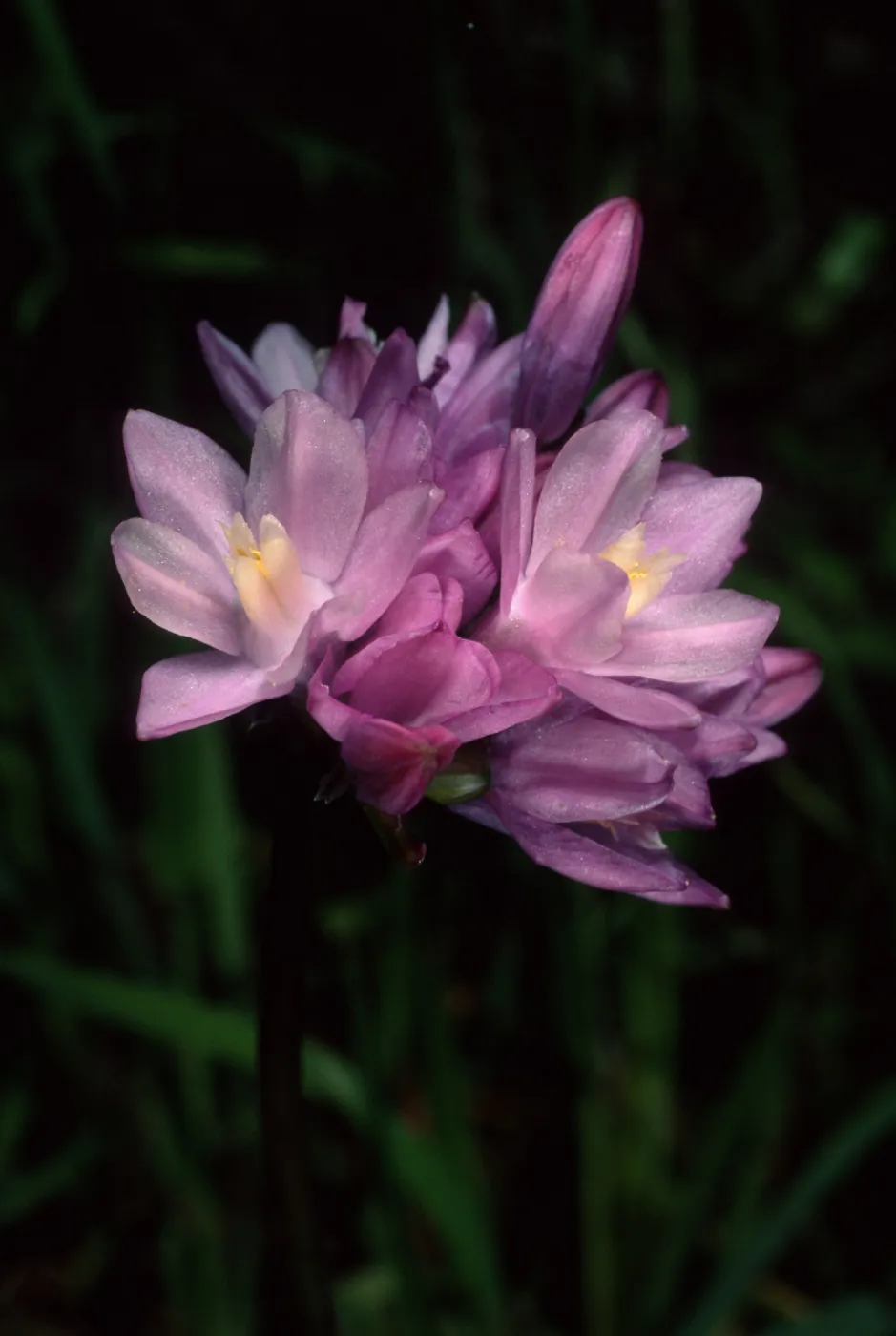 Dichelostemma capitatum, Tunnel Trail