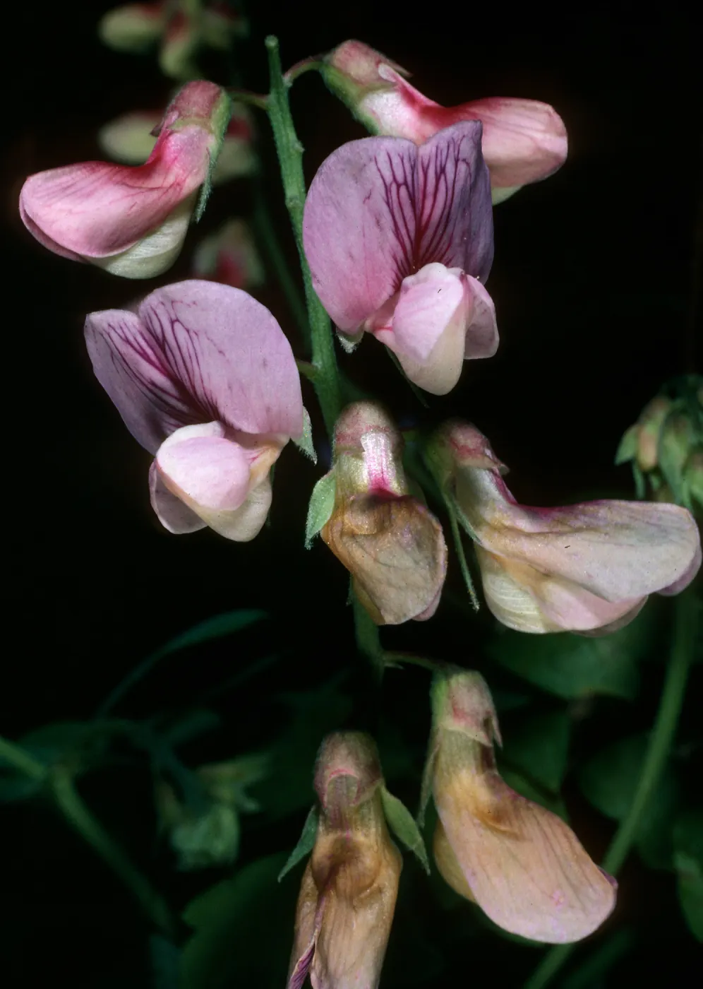 Lathyrus vestitus, Tunnel Trail
