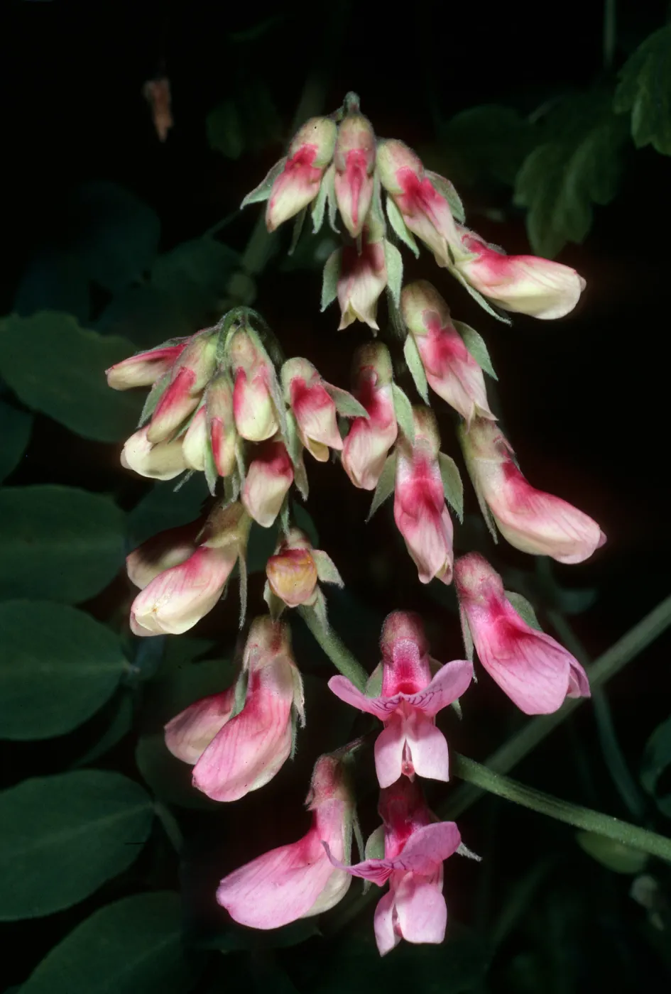 Lathyrus vestitus, Tunnel Trail