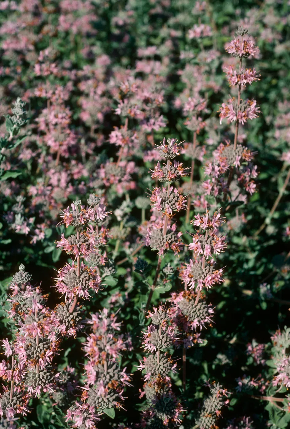 Salvia leucophylla (Purple Sage), Point Sal, Santa Barbara County