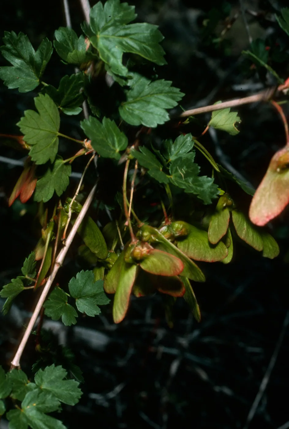 Acer glabrum, Cuyman Canyon, White Mountains