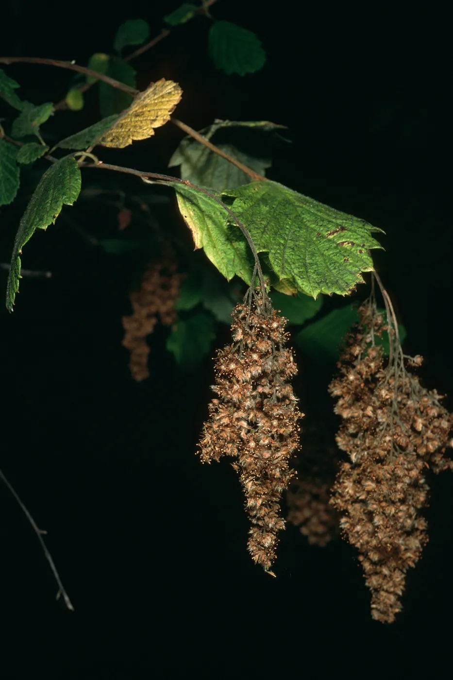Holodiscus discolor, Big Creek Reserve, Monterey County