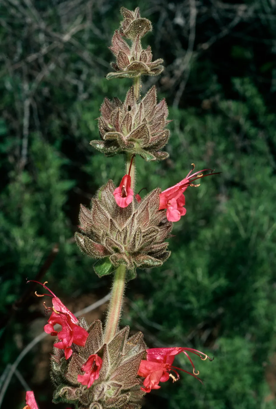 Salvia spathacea (California Hummingbird Sage), San Roque Canyon, Santa Barbara County