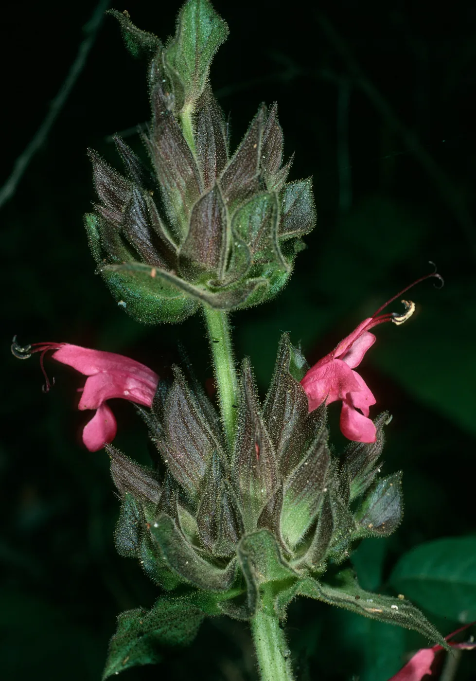 Salvia spathacea (California Hummingbird Sage), Jesusita Trail