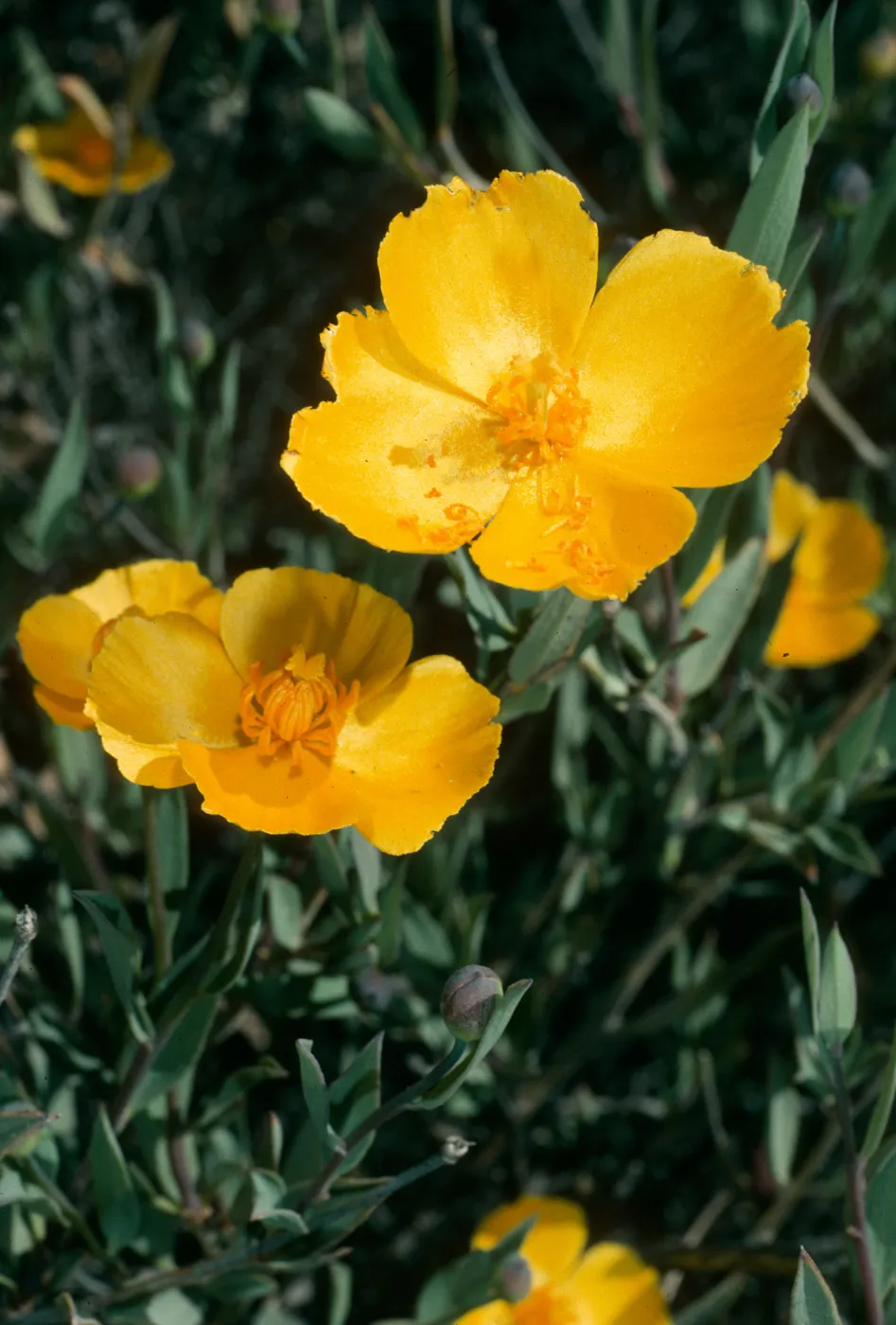 Dendromecon rigida, Cuesta, San Luis Obispo County