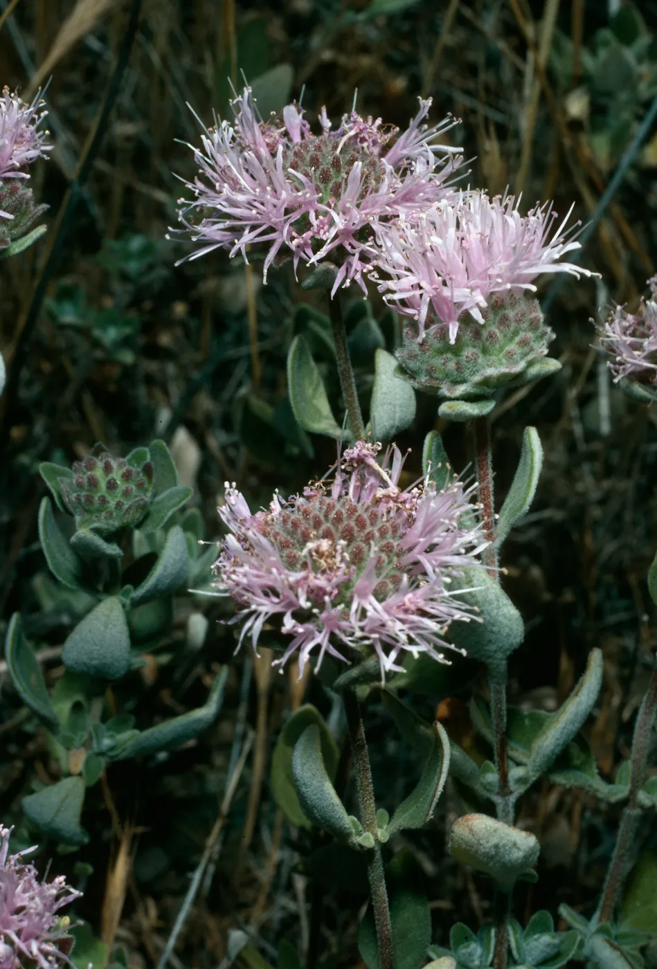 Monardella villosa obispoensis, West Cuesta ridge, San Luis Obispo County