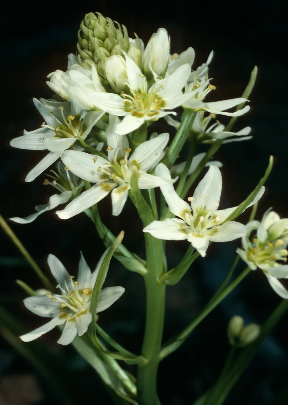 Zigadenus, Cuesta, San Luis Obispo County