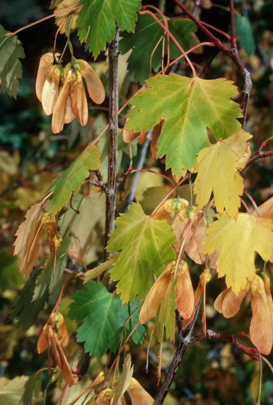 Acer Glabrum, Eagle Lake Trail, Mineral King, Sequoia National Park