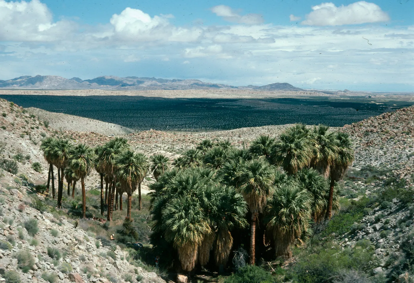 Southwest grove, Mountain Palm Canyon, Anza Borrego