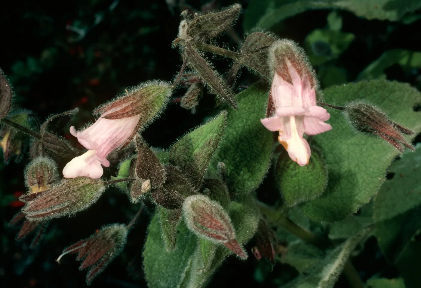Lepechinia fragrans, Triunfo Pass, Santa Monica Mountains, Ventura County