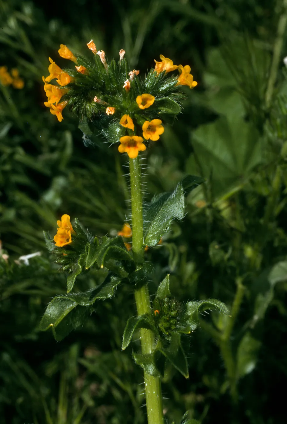 Santa Barbara Island, Amsinckia intermedia