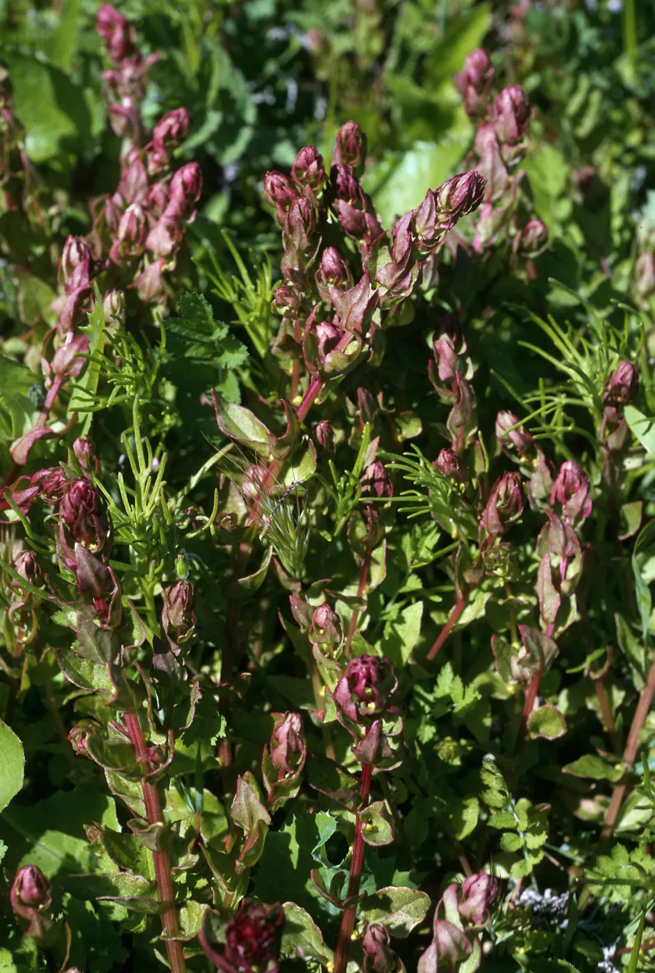 Santa Barbara Island, Cat Canyon, Aphanisma blitoides,