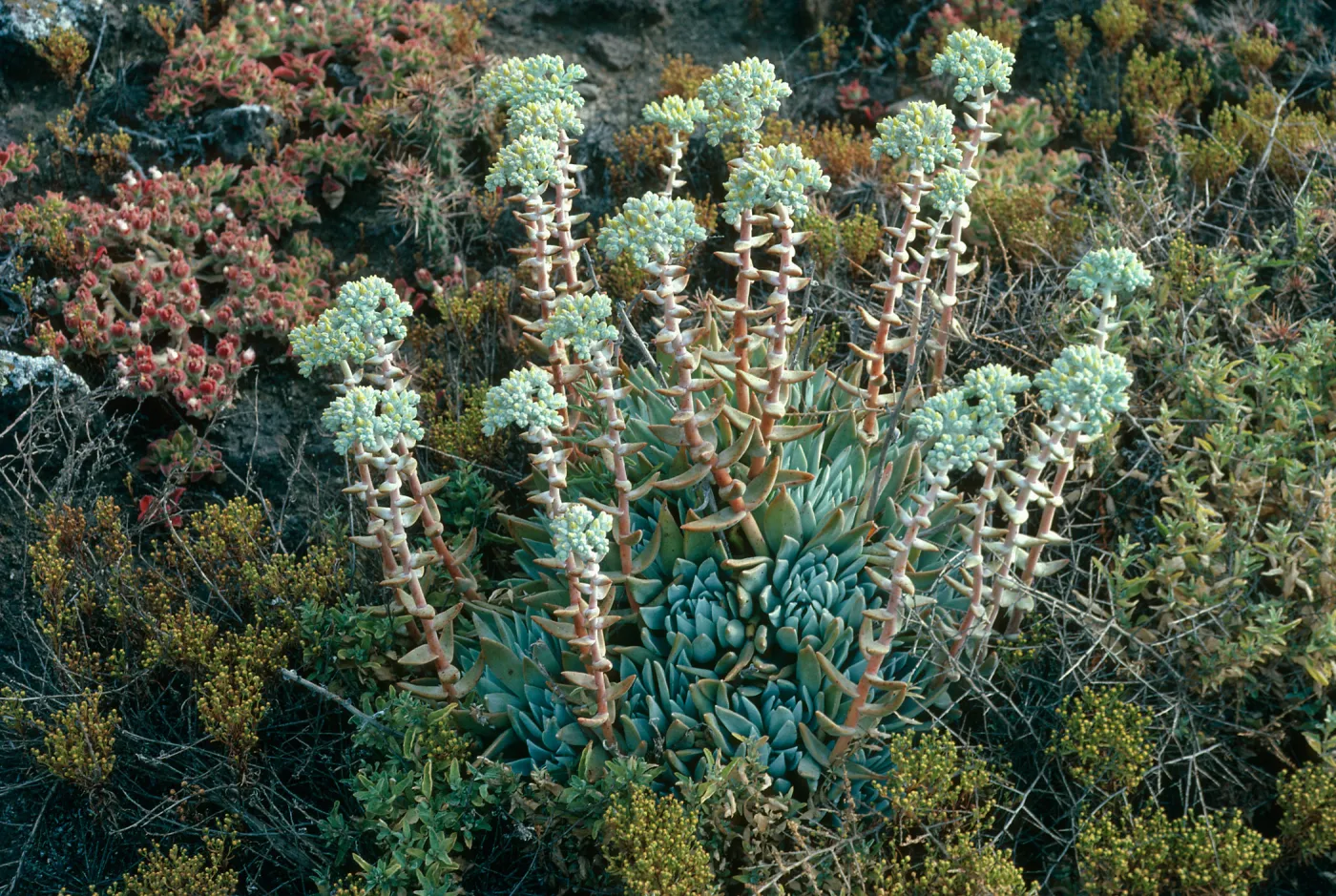 Santa Barbara Island, Dudleya traskiae, West of Cat Canyon, top front
