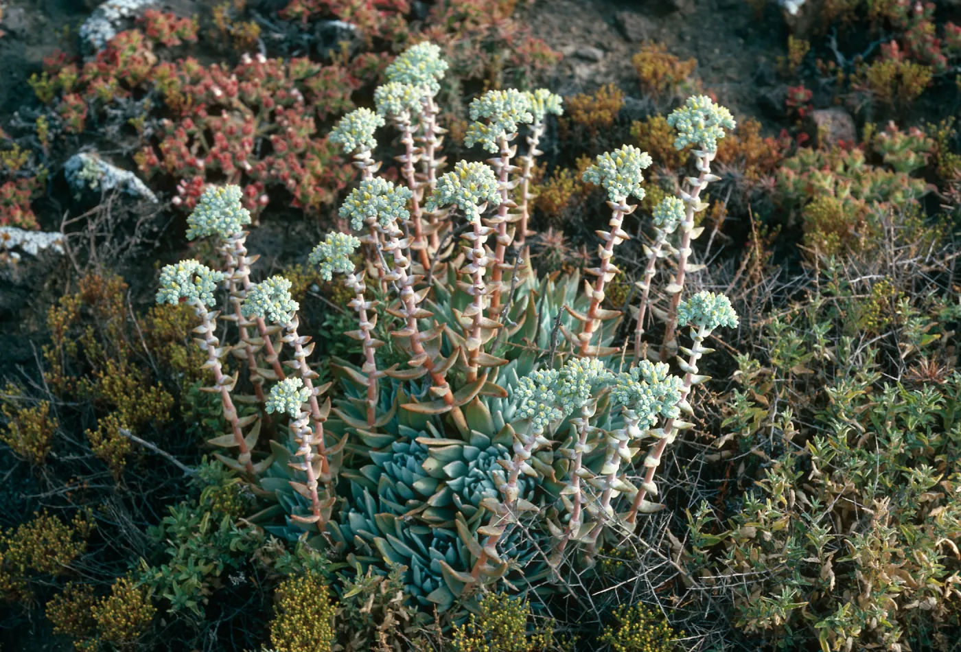 Santa Barbara Island, Dudleya traskiae, West of Cat Canyon